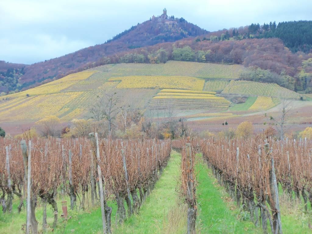 Apartment Route Du Vin Centre Alsace Orschwiller Quarto foto